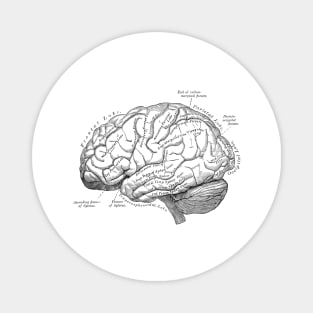 Human Body - Brain vol.3 Magnet